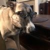 pawsy108